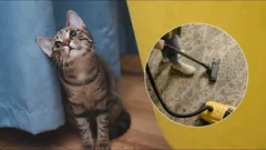 Kot ucieka przed odkurzaczem? Oto, dlaczego zwierzę się boi i co robić