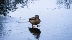 Jak ptakom udaje się długo stać na lodzie: oto ich sprytny trik